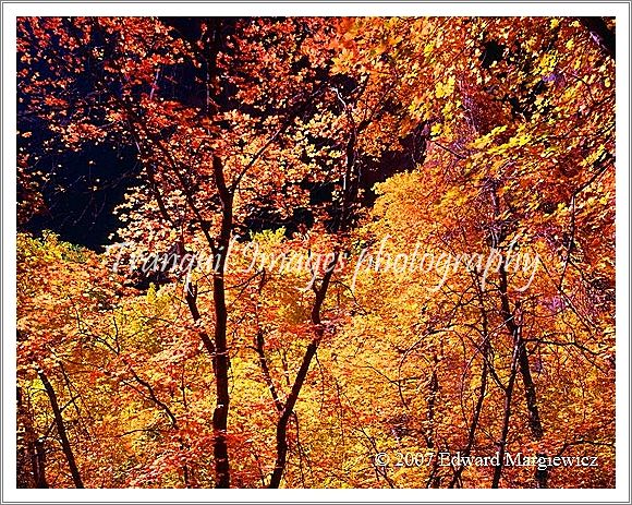 450492   Sunlit foliage in  Zion canyon